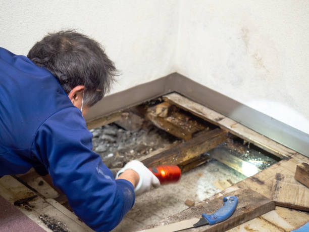 Professional Mold Removal in Winnfield, LA