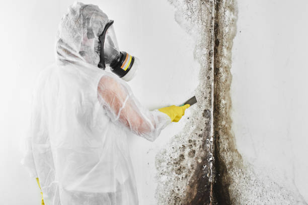 Best Local Mold Removal Service  in Winnfield, LA