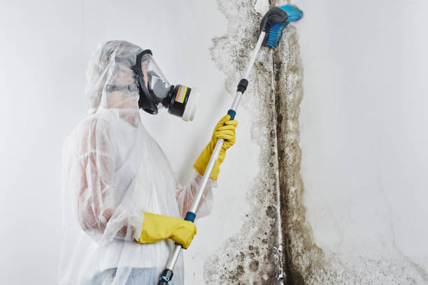 Best Affordable Mold Removal  in Winnfield, LA