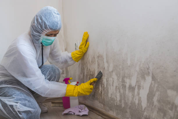 Office Mold Removal Services in Winnfield, LA