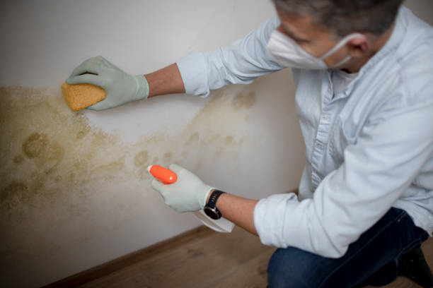 Best Mold Damage Repair  in Winnfield, LA