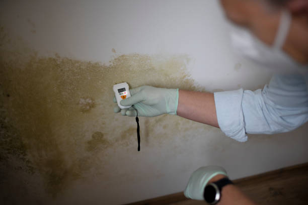 Best Black Mold Removal  in Winnfield, LA