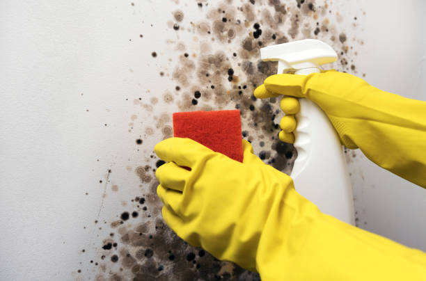 Best Mold Remediation  in Winnfield, LA