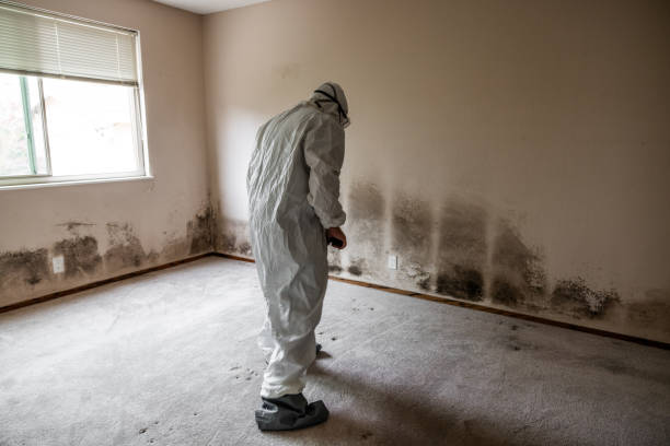 Best Emergency Mold Removal  in Winnfield, LA
