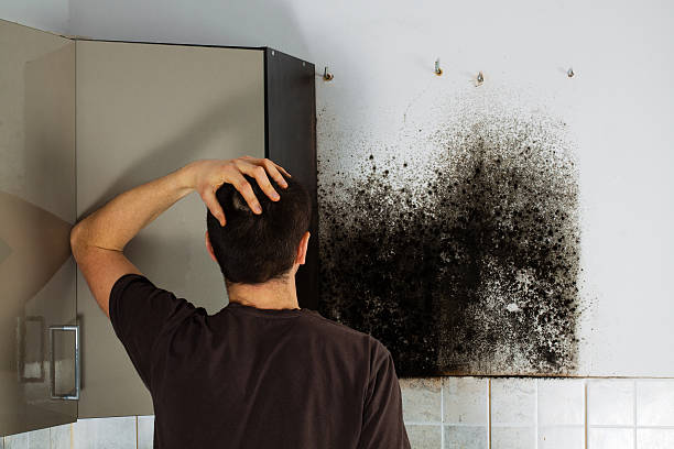 Best Residential Mold Removal  in Winnfield, LA