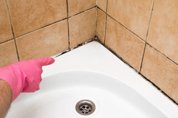 Best Same-Day Mold Removal  in Winnfield, LA