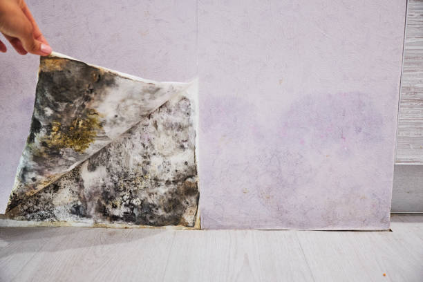 Best Mold Cleaning Services  in Winnfield, LA